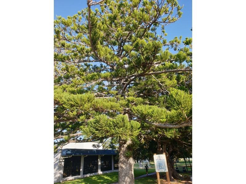 Tree No-1  Hoop Pine