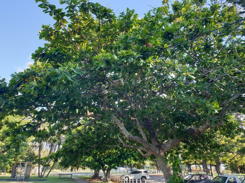 Tree No 4 Indian Almond