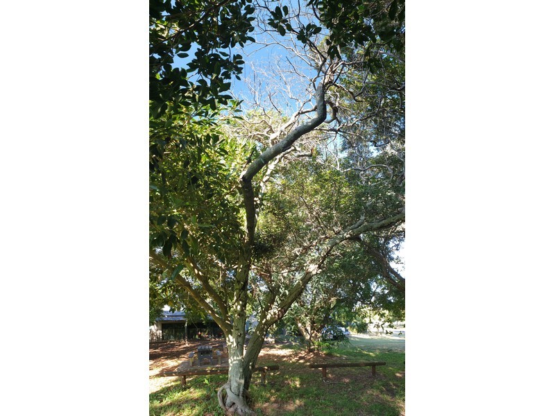 Tree No 13 Findlay's Silky Oak