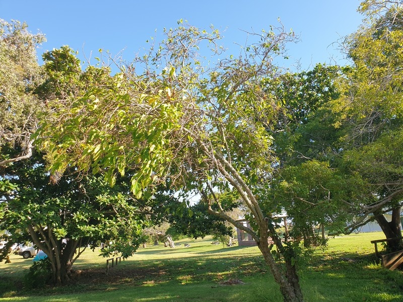 Tree No 19 Black Mulberry