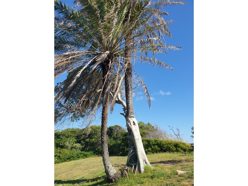 Tree No 23 Date Palm