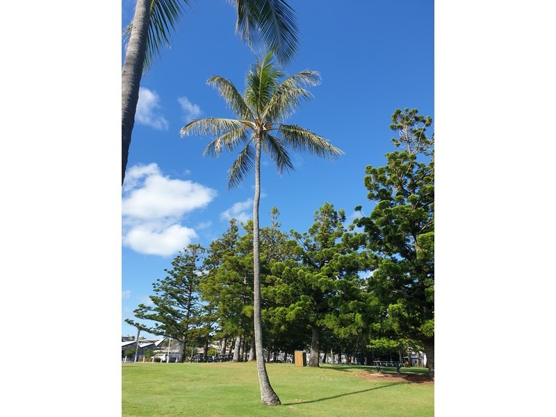 Tree No 31 Coconut Palm